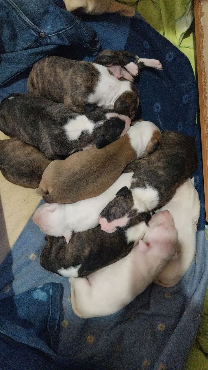 Bull terrier R$2500 - Foto 4