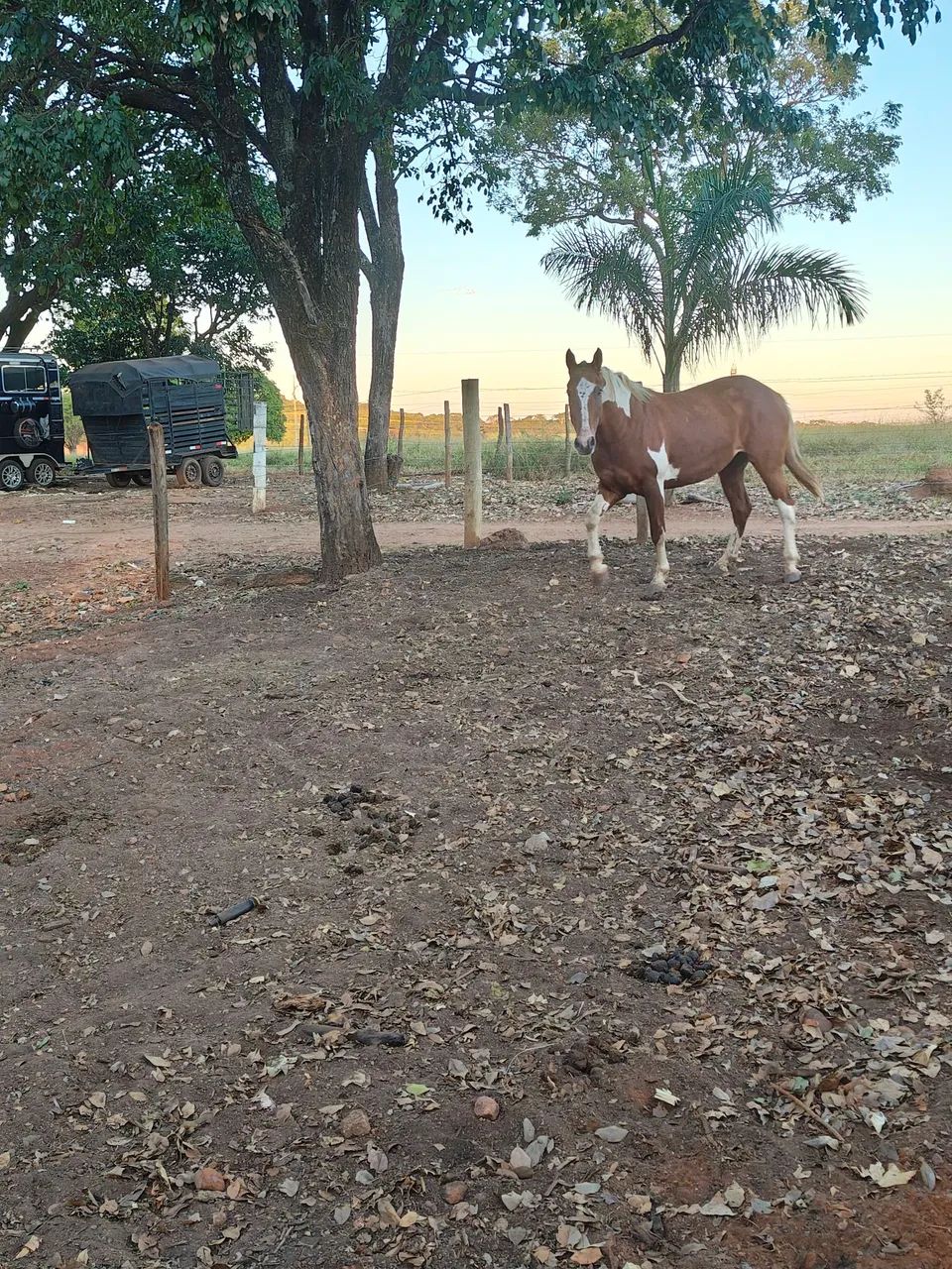 Potra Paint Horse - Foto 2
