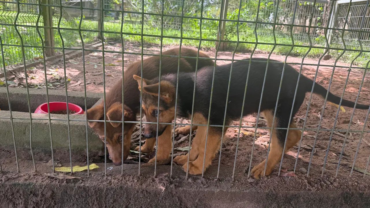 Animais - Foto 4