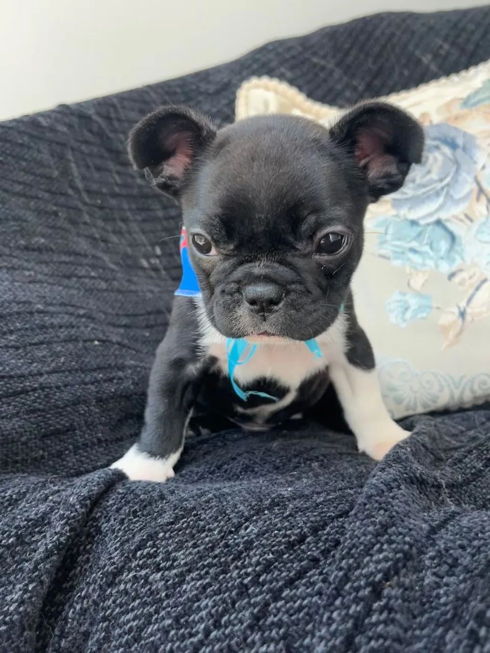 Buldogue frances macho