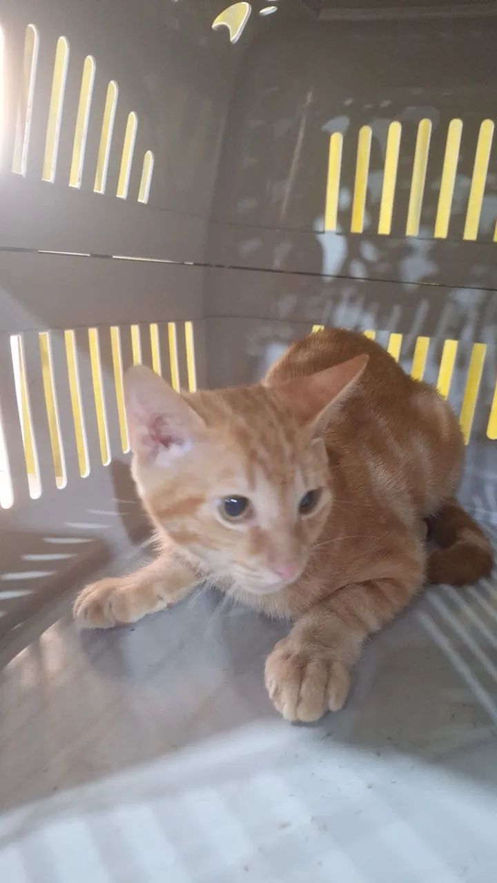 Doação gato laranja  - Foto 4