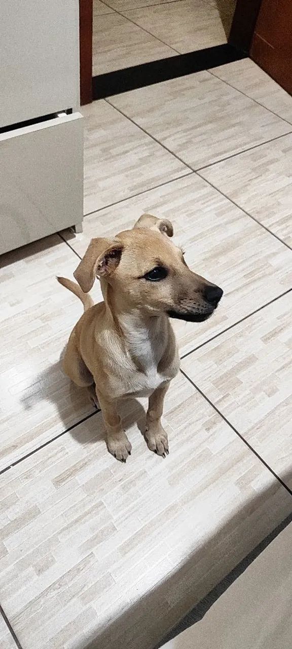 ADOÇÃO RESPONSÁVEL - Foto 4