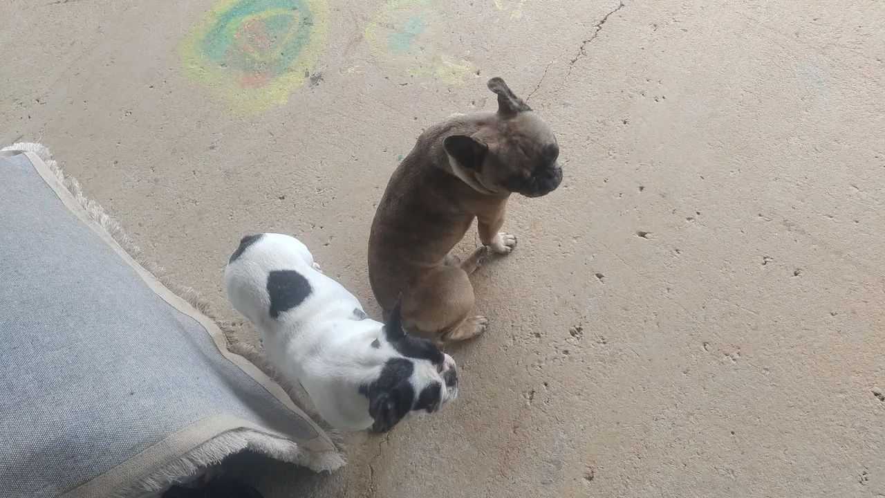 Buldogue francês  - Foto 4