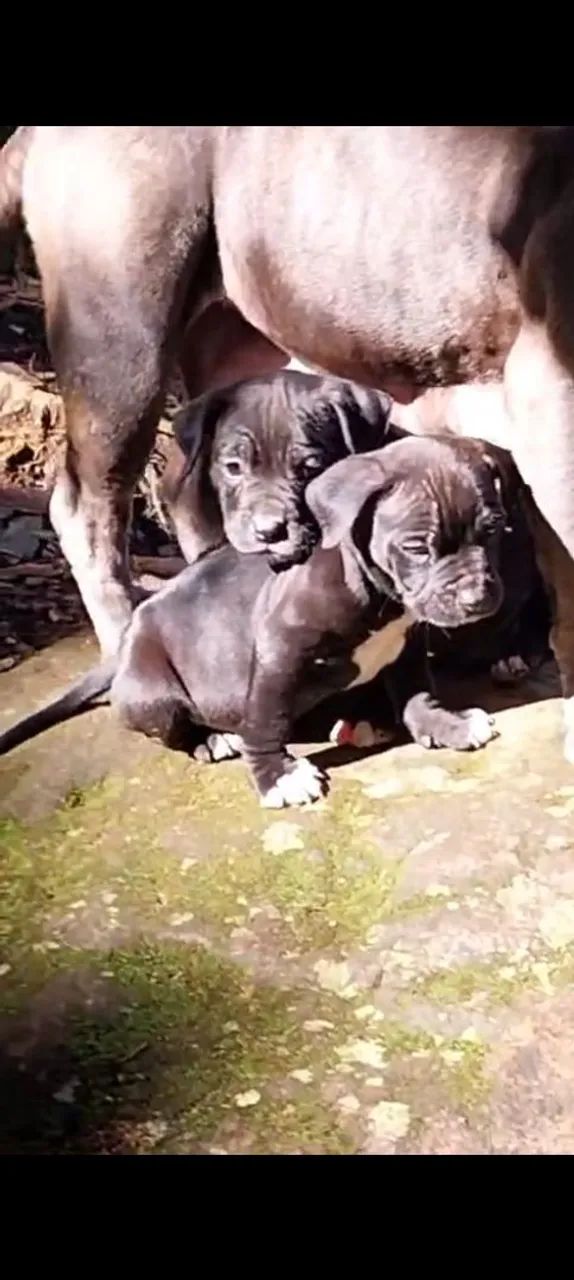 American bully