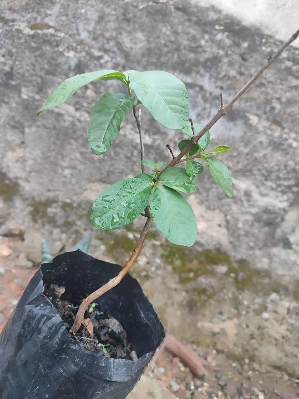 Muda de goiaba , no saquinho - Foto 2