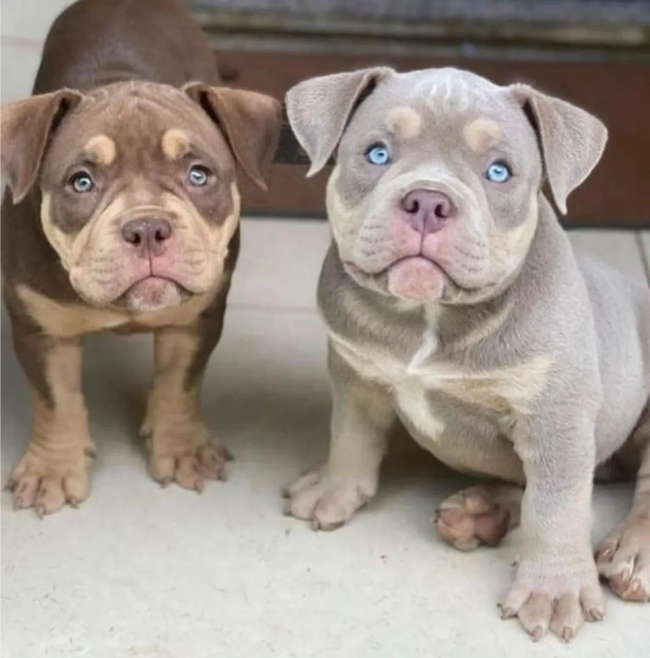 American bully a partir de 2499