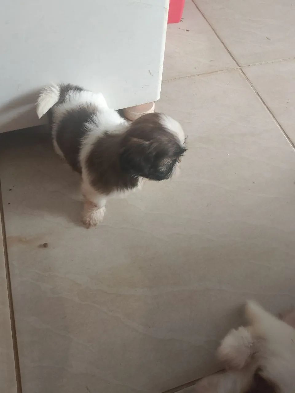 Shitzu  - Foto 5