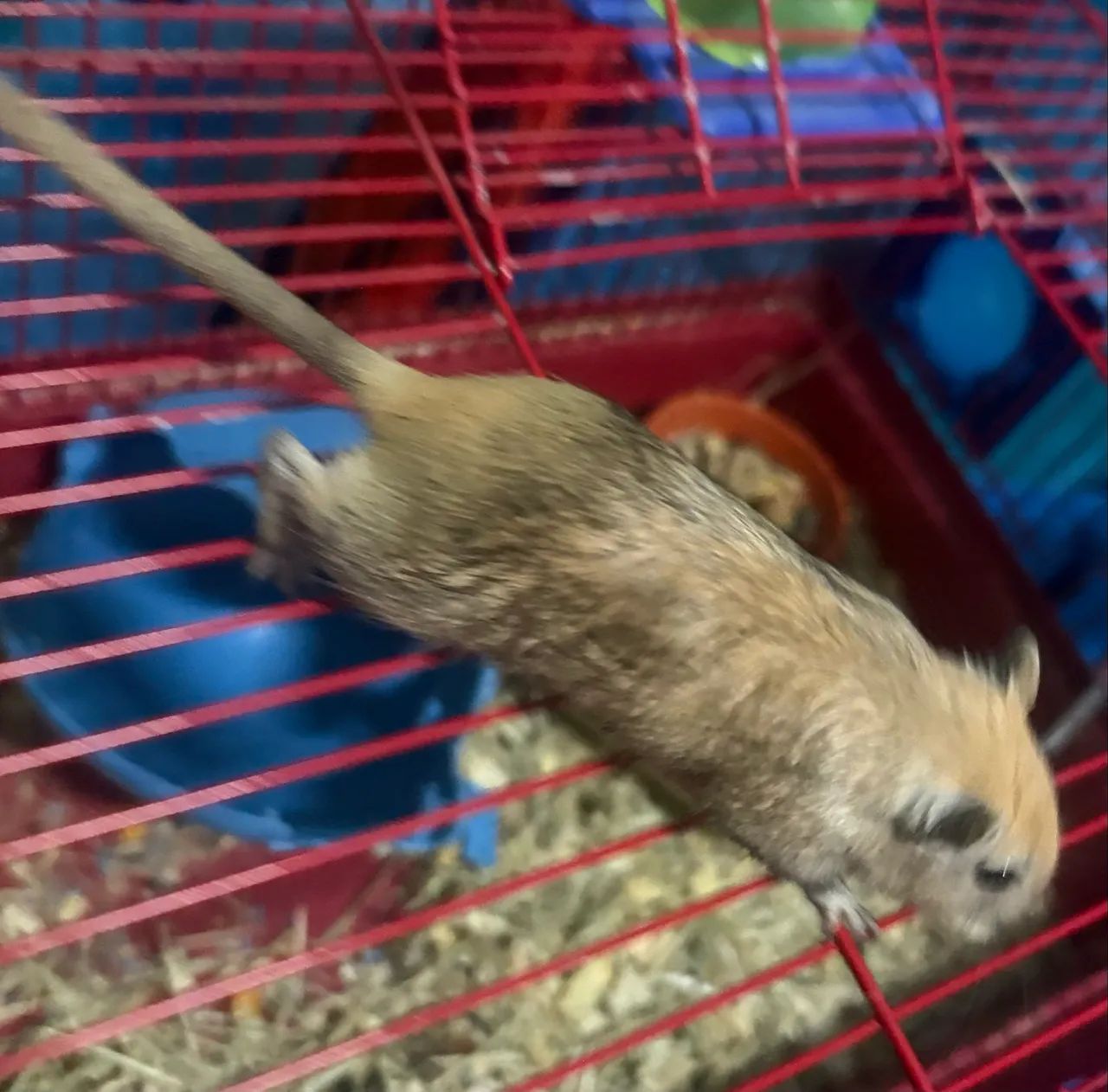 Esquilos da Mongólia Gerbil Nutmeg - Foto 2