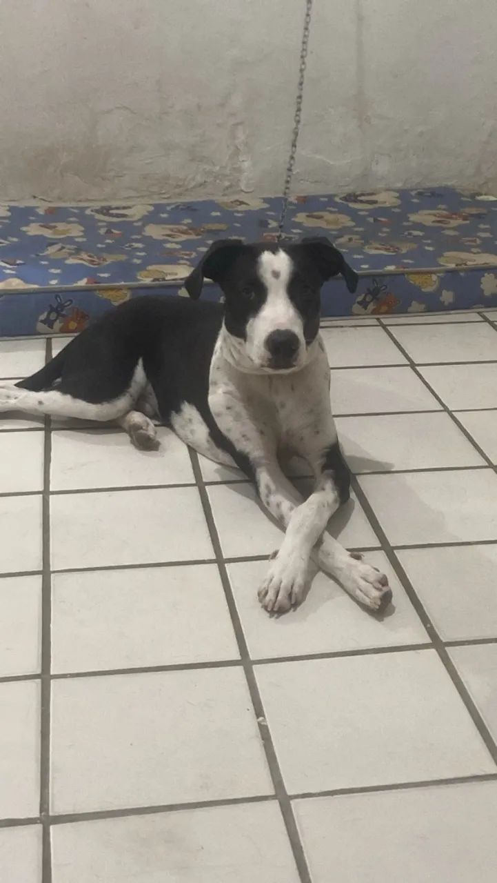 Doação de cachorro 