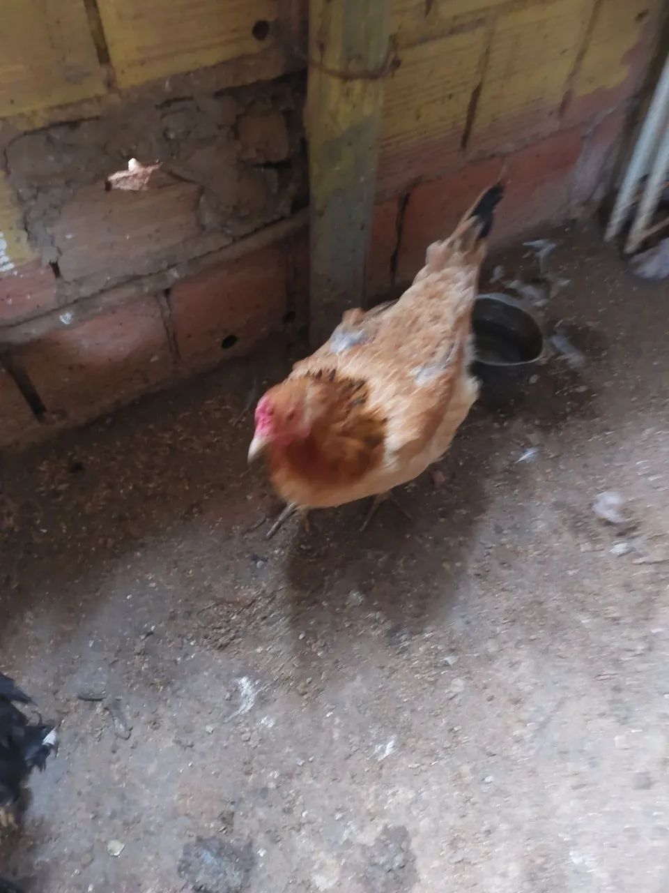 Galinha - Foto 3