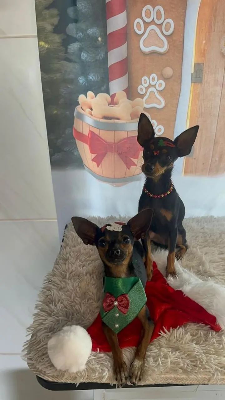 VENDO CASAL DE PINCHER SUPER DOCIL?