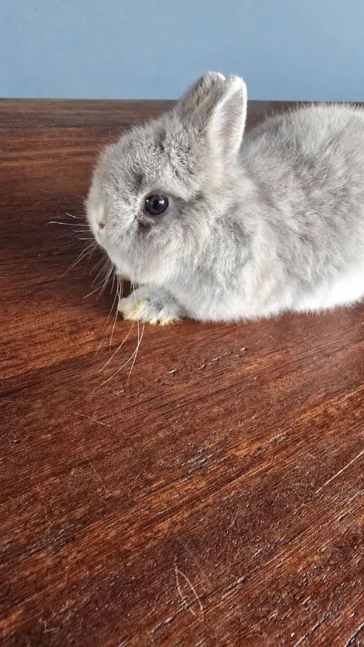 Netherland dwarf mini coelho - Foto 2