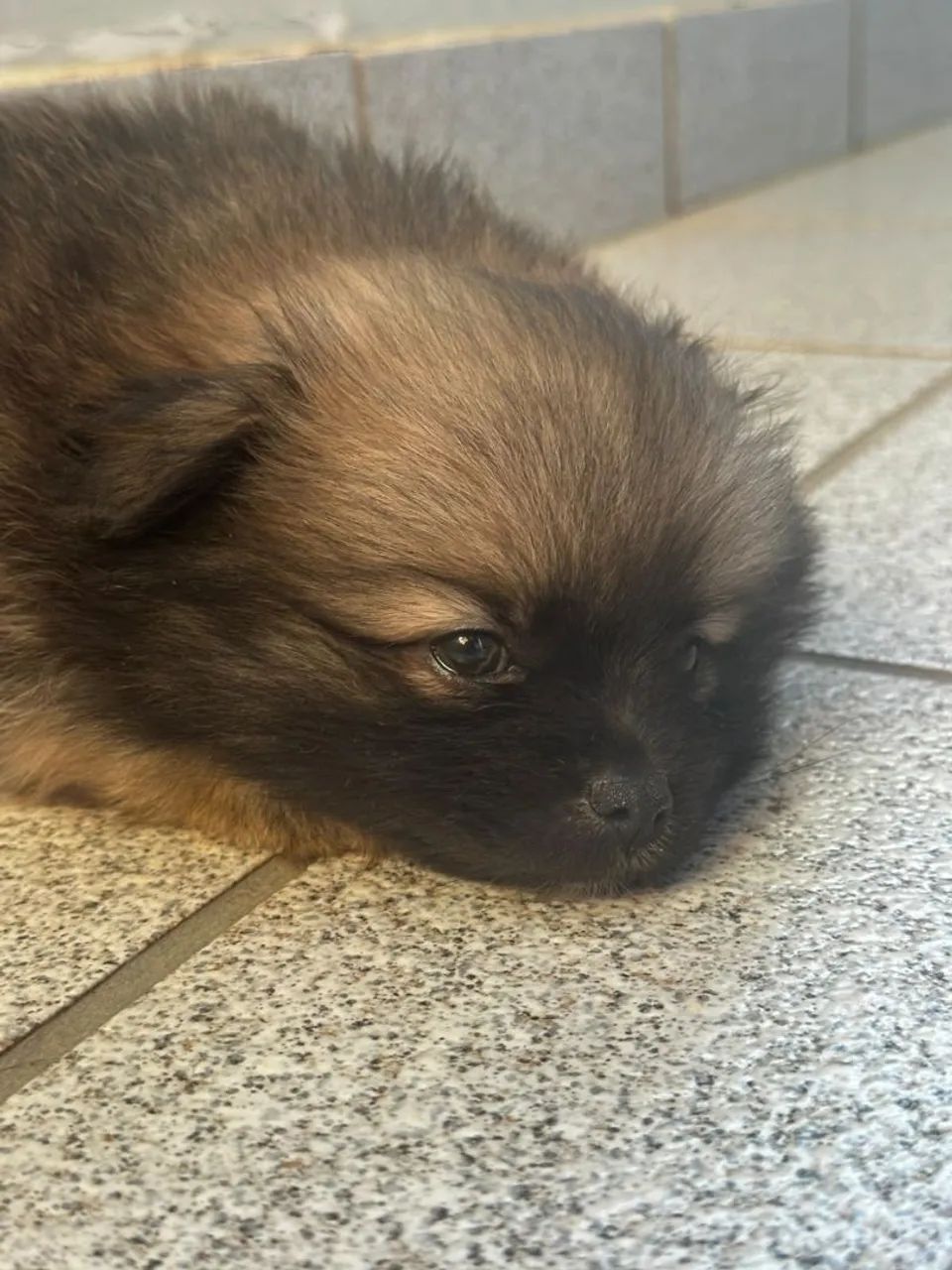 Spitz alemão,50 dias  - Foto 3