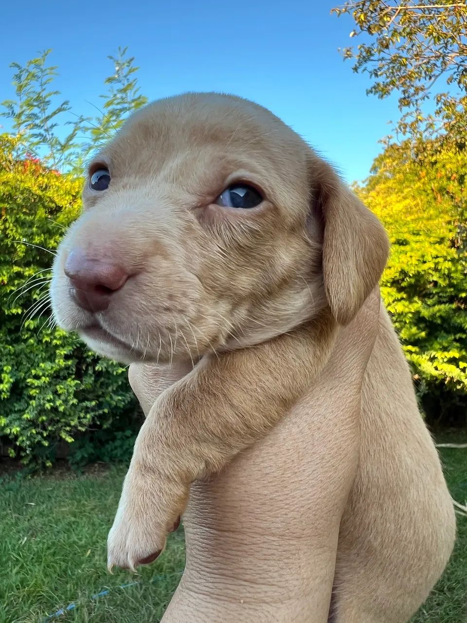 Dachshund - Foto 3