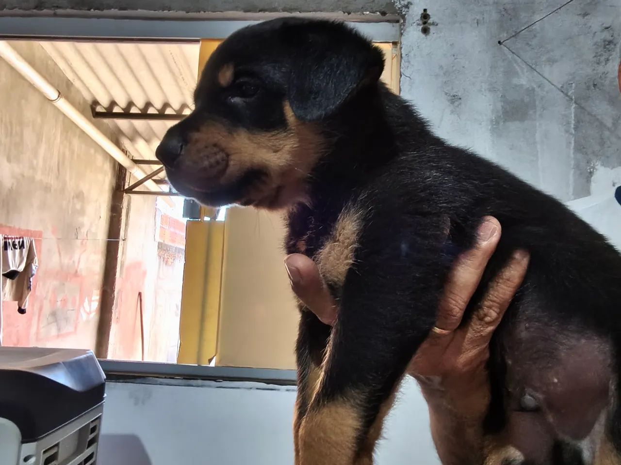 Filhotes de Rotweiller Macho  - Foto 2