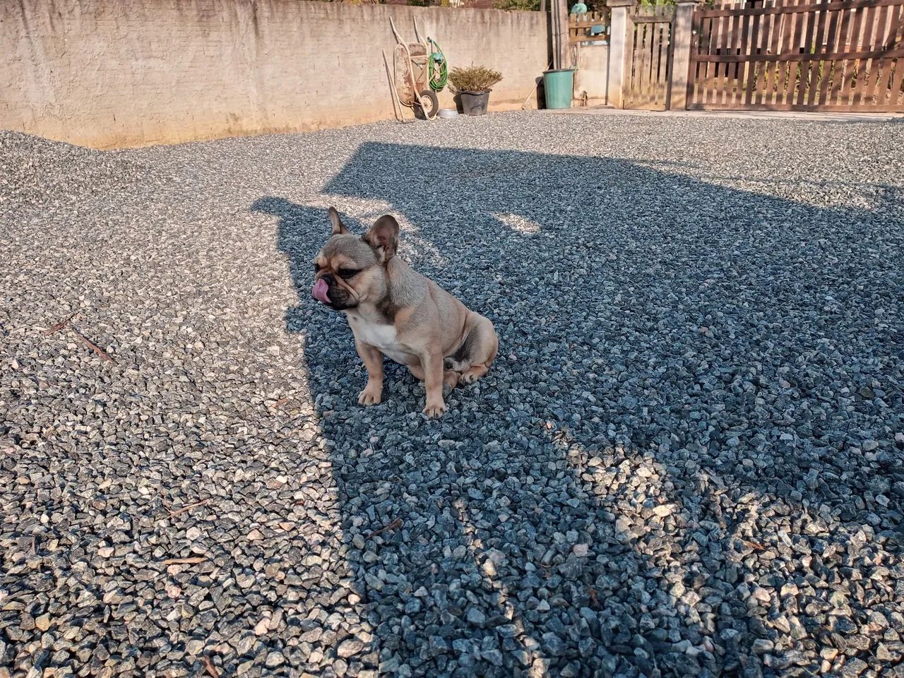 Buldogue macho disponível pra cruzar  - Foto 3