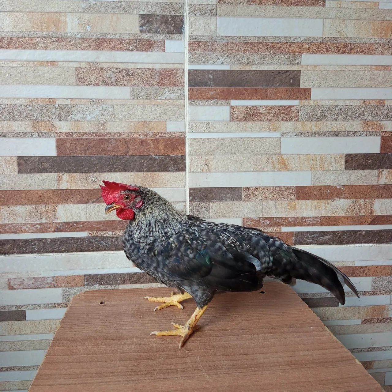 FRANGO GARNISÉ BARRADO  - Foto 2
