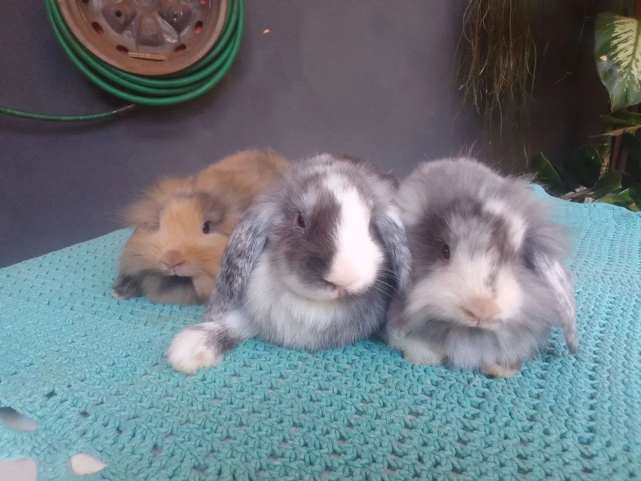 Casa dos Coelhos  - Foto 3