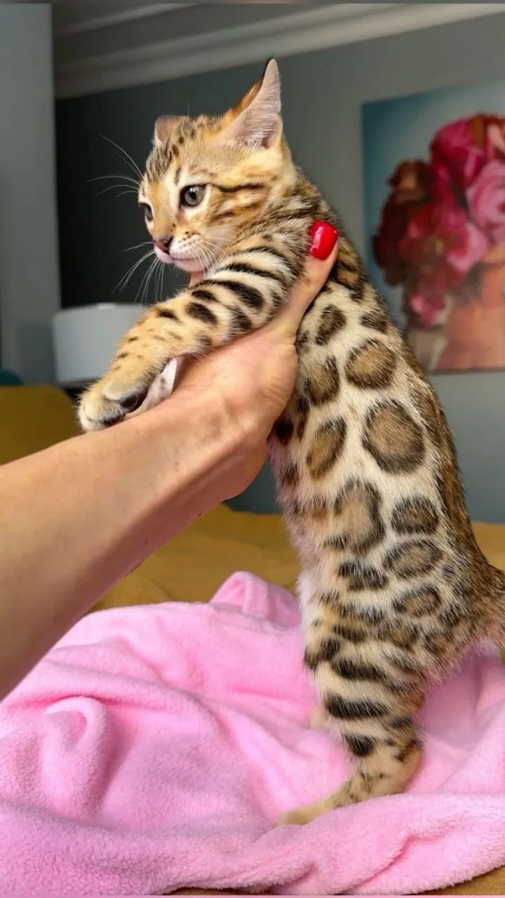 Bengal Oncinha Lindos Filhotes  - Foto 3