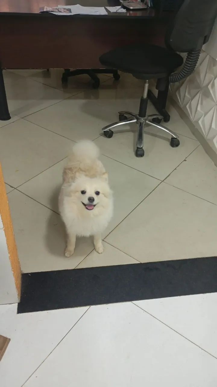 Spitz alemão - Foto 2
