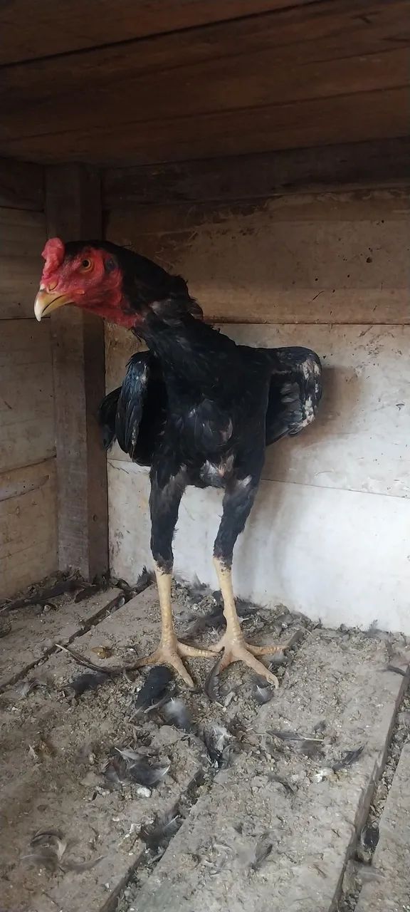 frango índio  - Foto 3