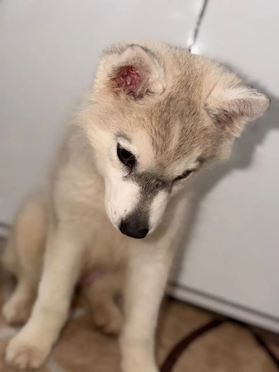 Vende-se Husky siberiano  - Foto 4