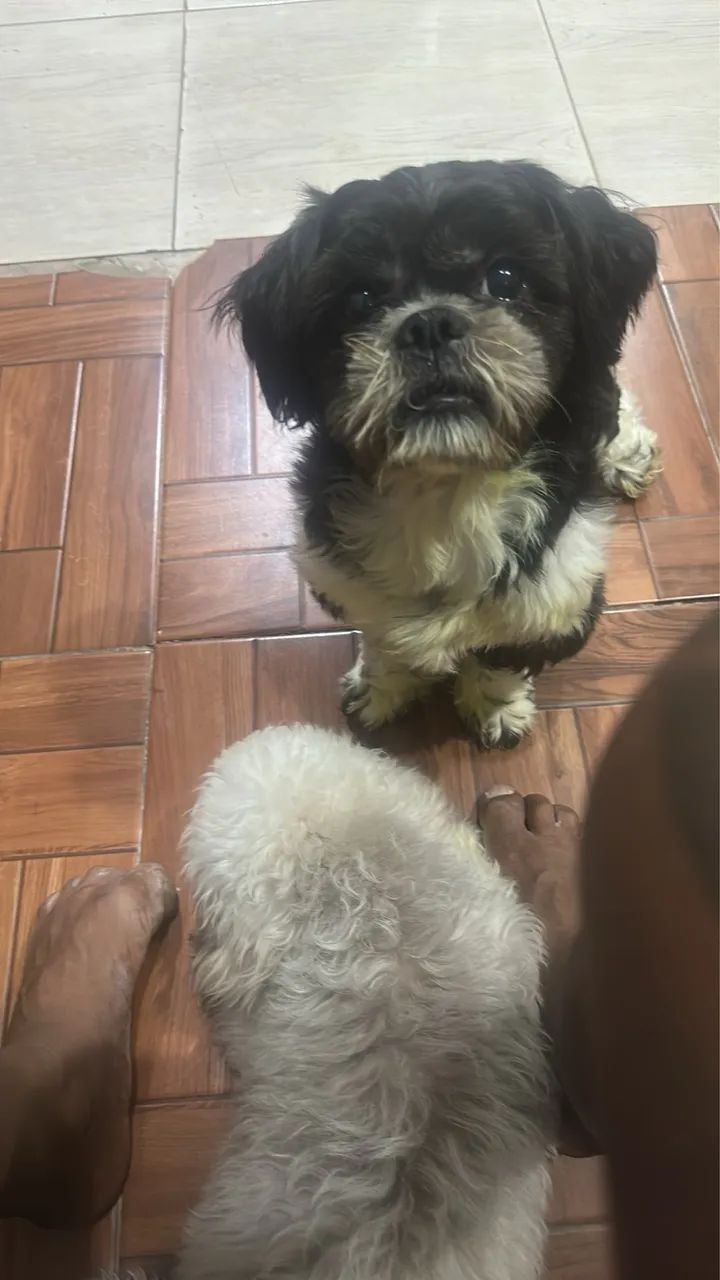 Shitzu