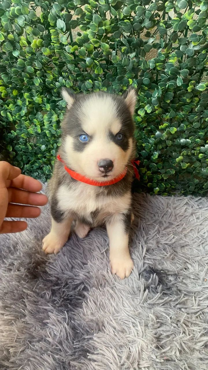 Cachorro hasky siberiano - Foto 3