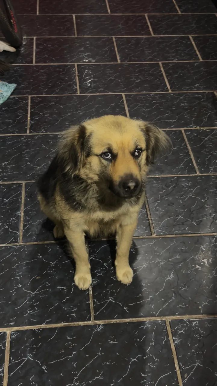 Cachorro dócil para adoção  - Foto 3