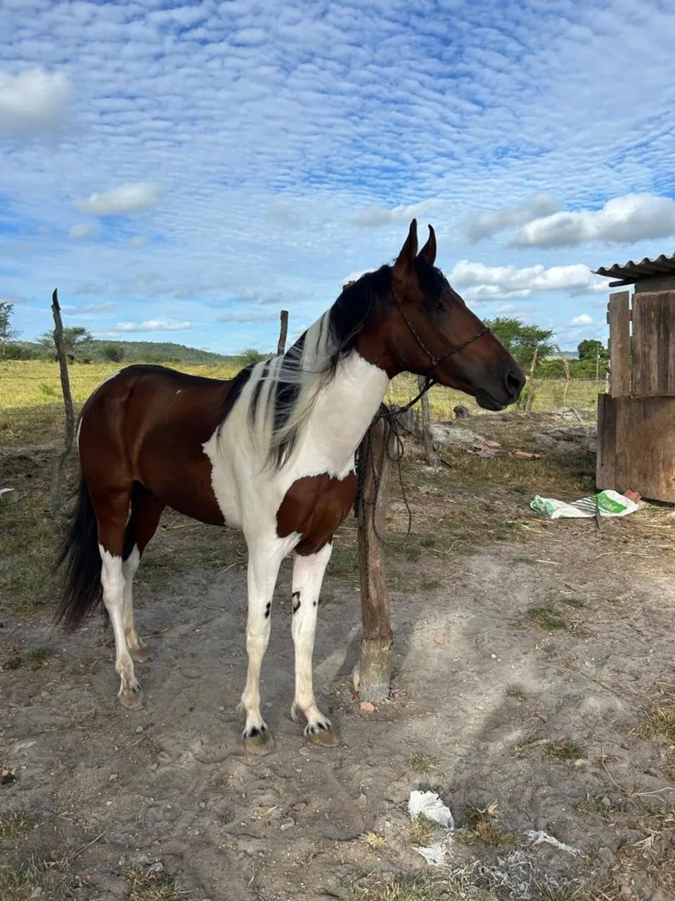 Cavalo - Foto 4