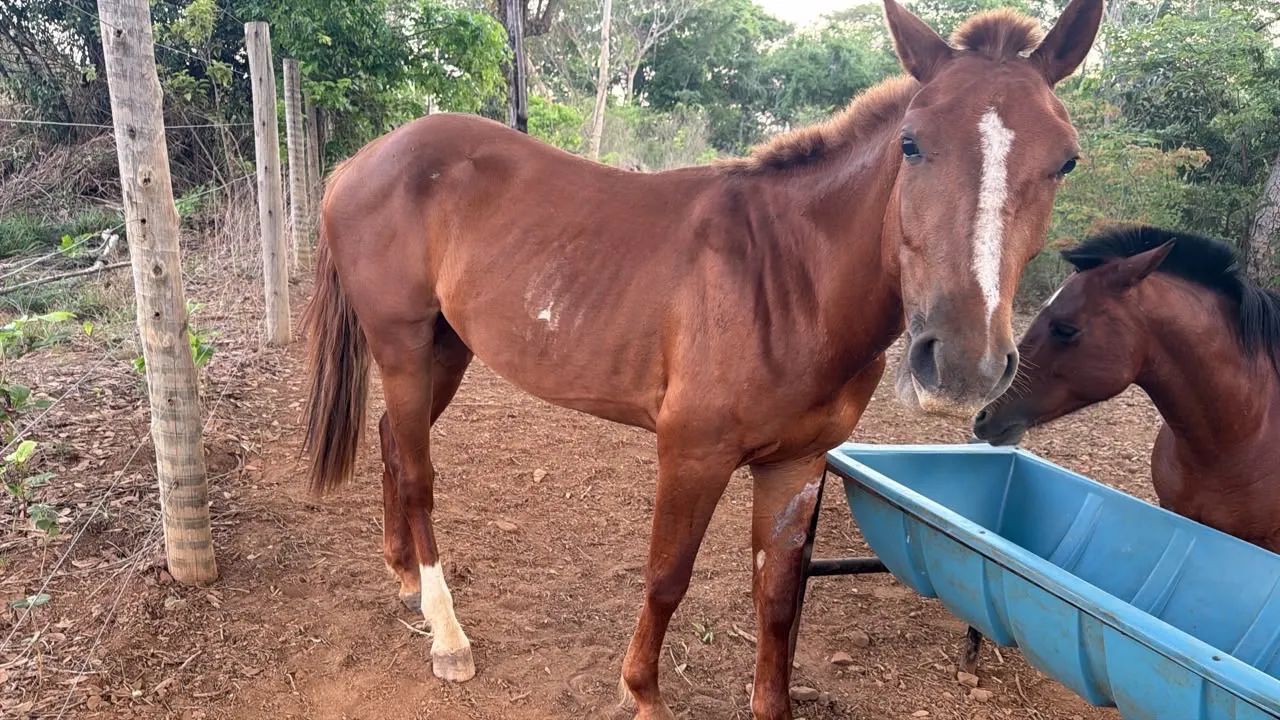Cavalo e um Pônei  - Foto 2