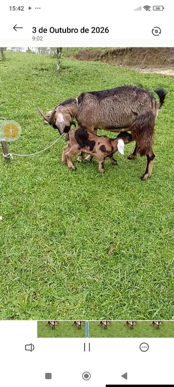 Vendo cabra com filhote  - Foto 2
