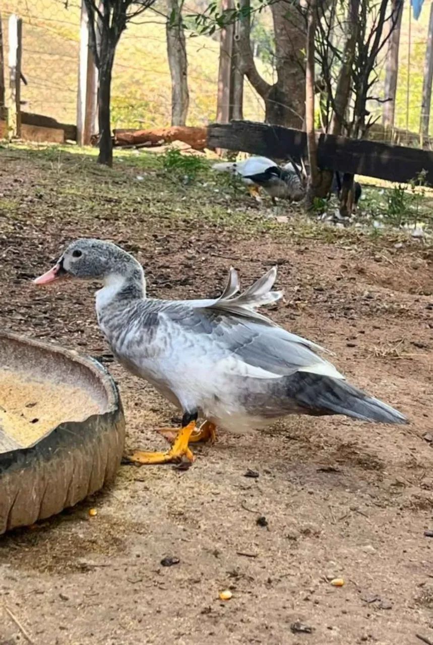 Patos  - Foto 4