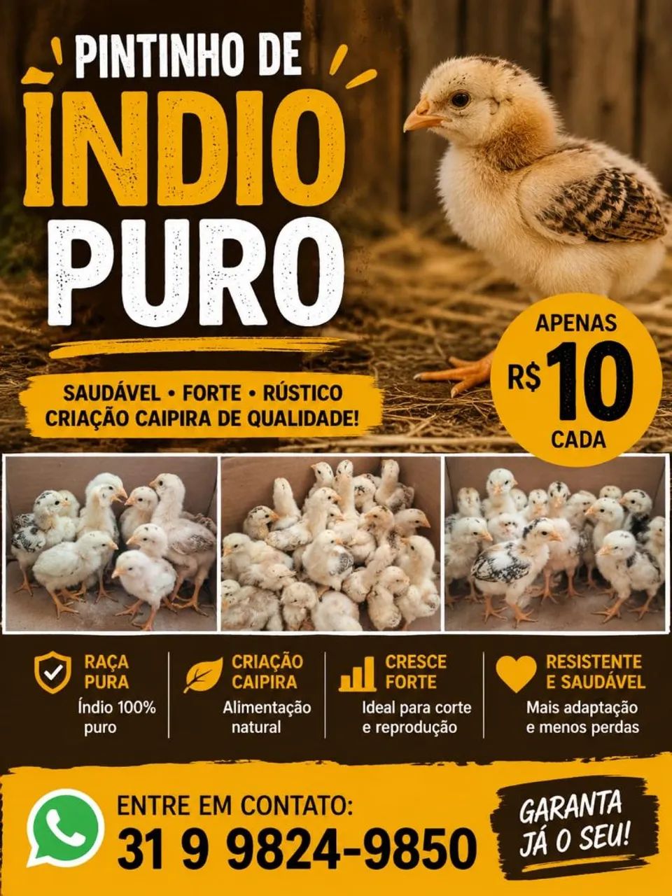 Pintinho 