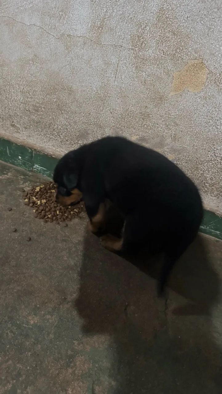 Cachorro  - Foto 3