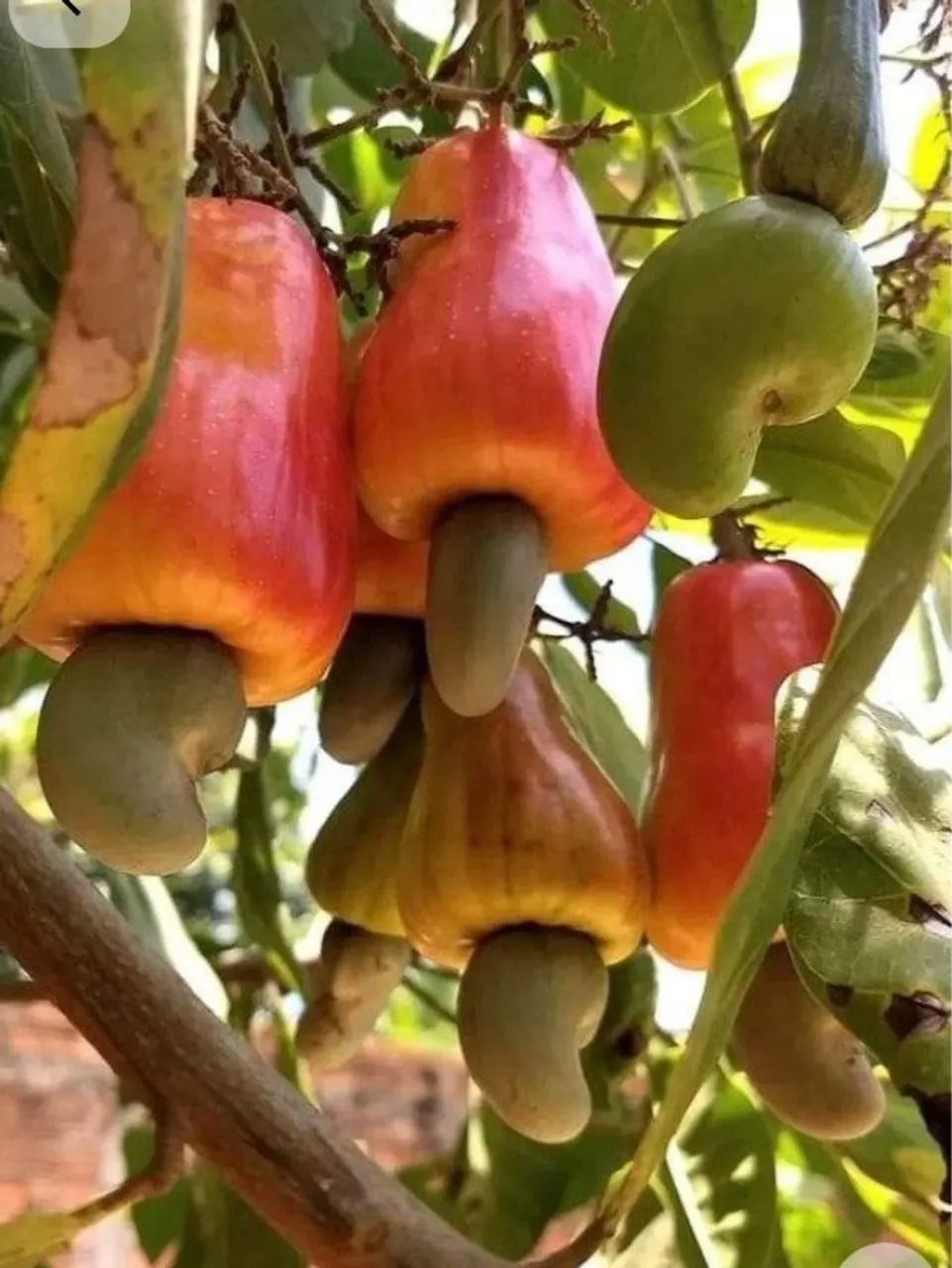 Vende-se um pedaço do paraíso no JALAPÃO! - Foto 4