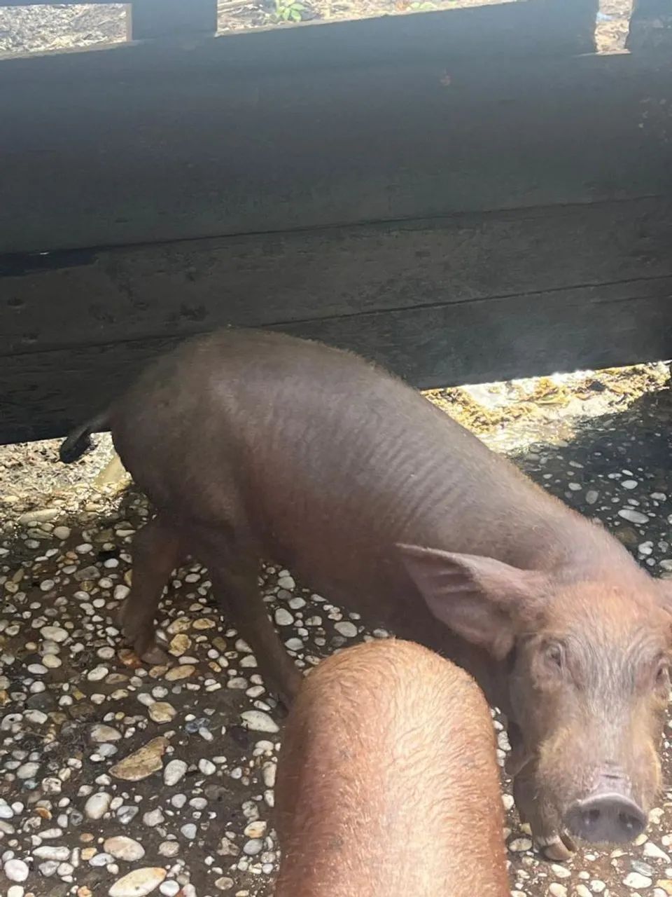 Porco caipira - Foto 4