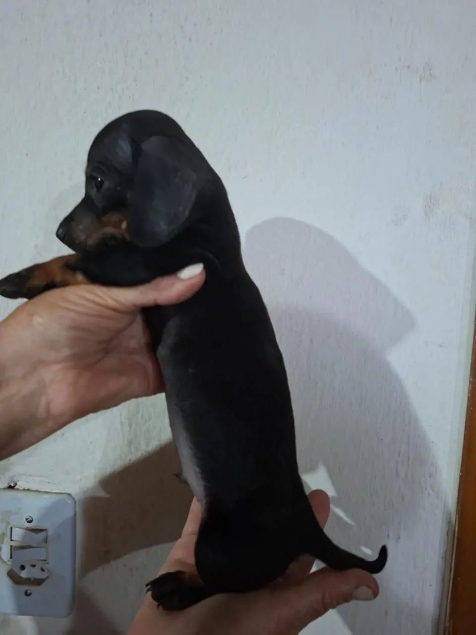 Salsicha com 60 dias vacinada 
