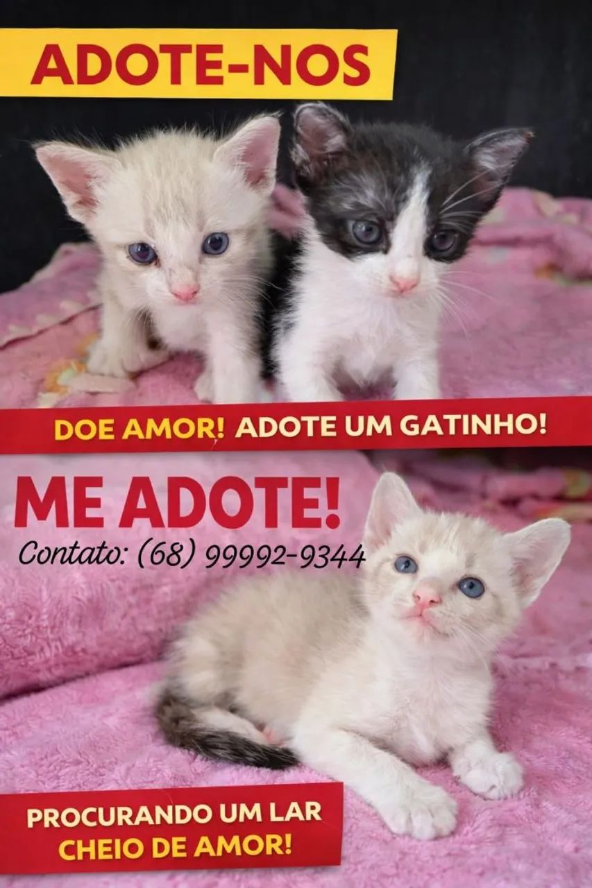 Adoção responsável  - Foto 2