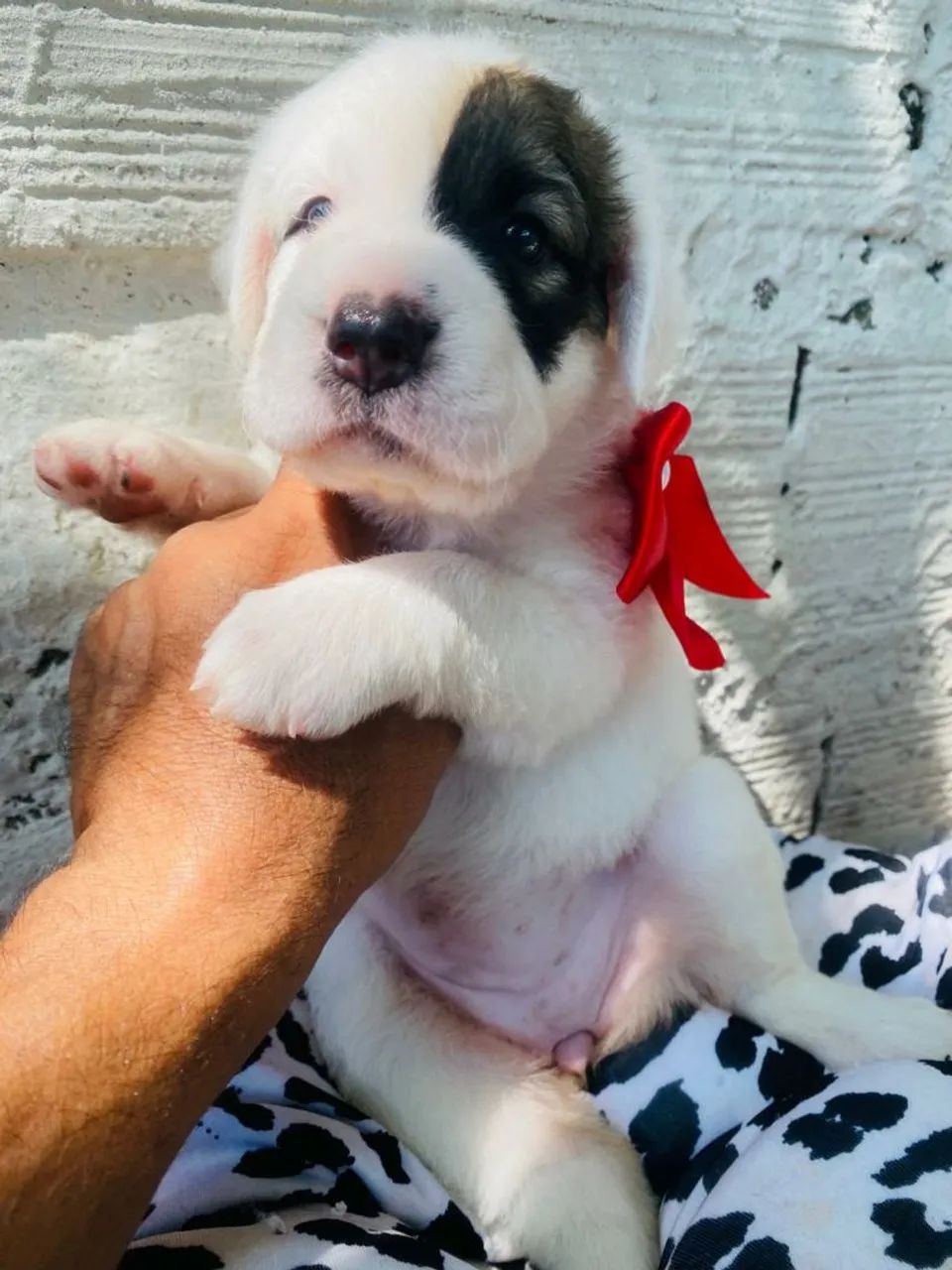 Border Collie  - Foto 3