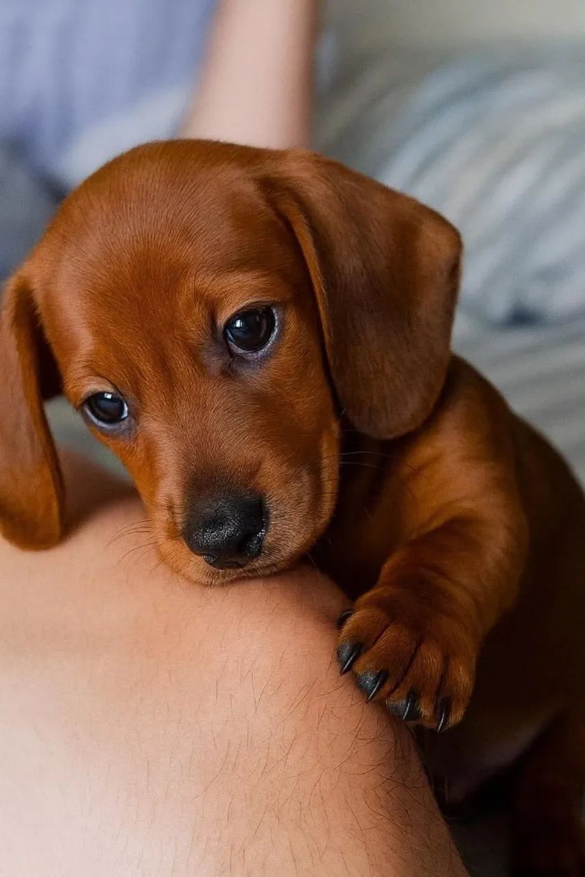 Cachorro Salsicha Teckel Puro - Foto 2