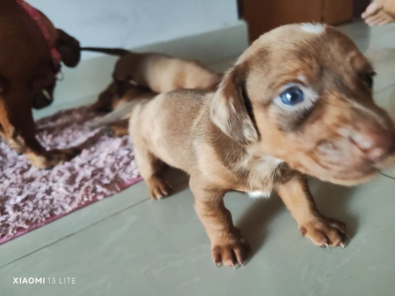 Dachshund (salsicha) - Foto 5