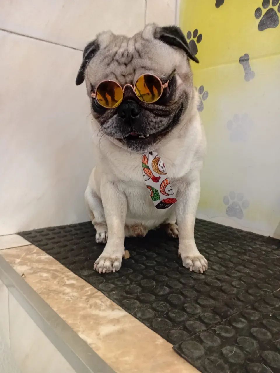 Pug procura-se namorada - Foto 3