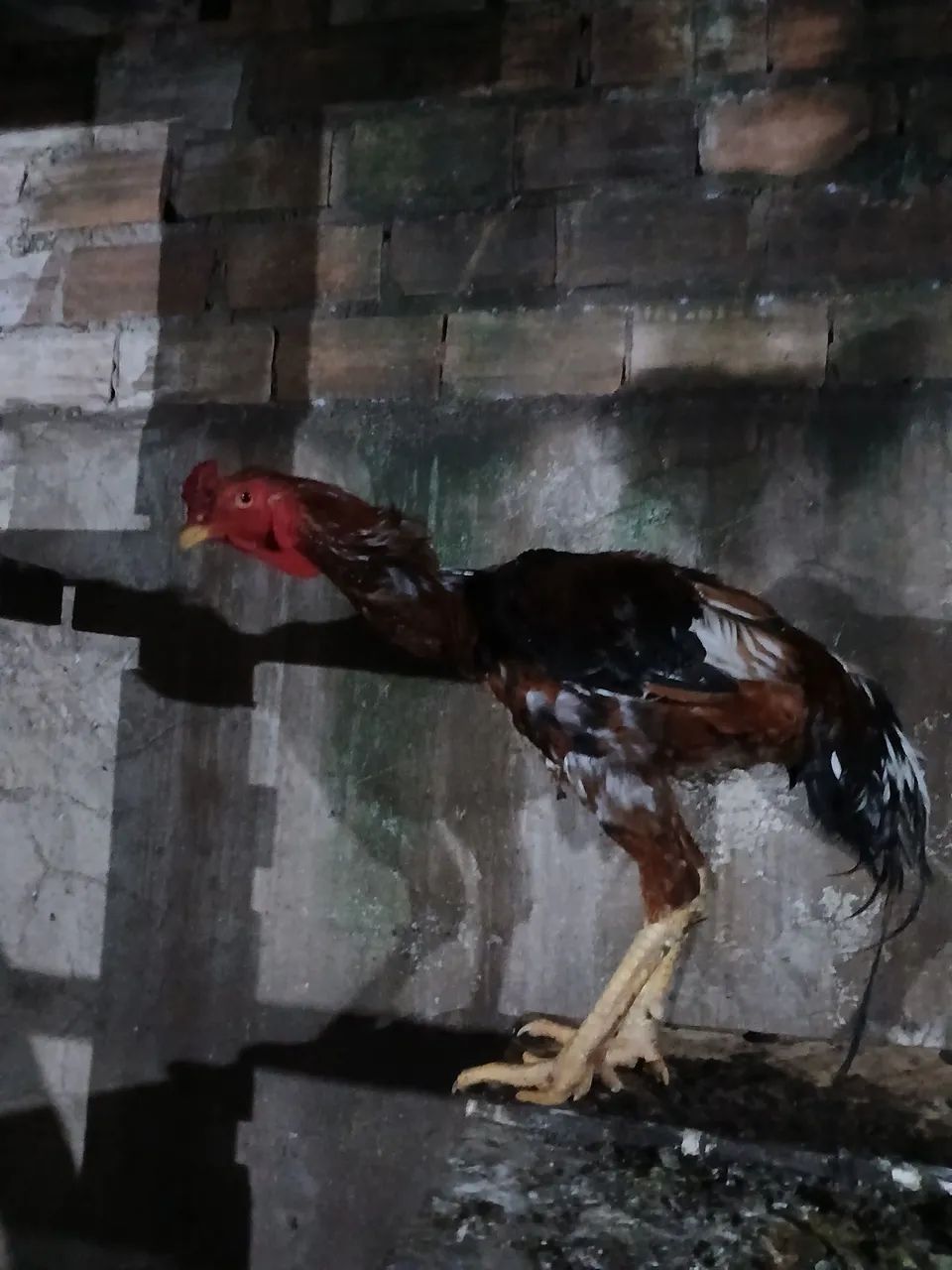 Vendo criação galos e galinhas indio gigante . - Foto 3