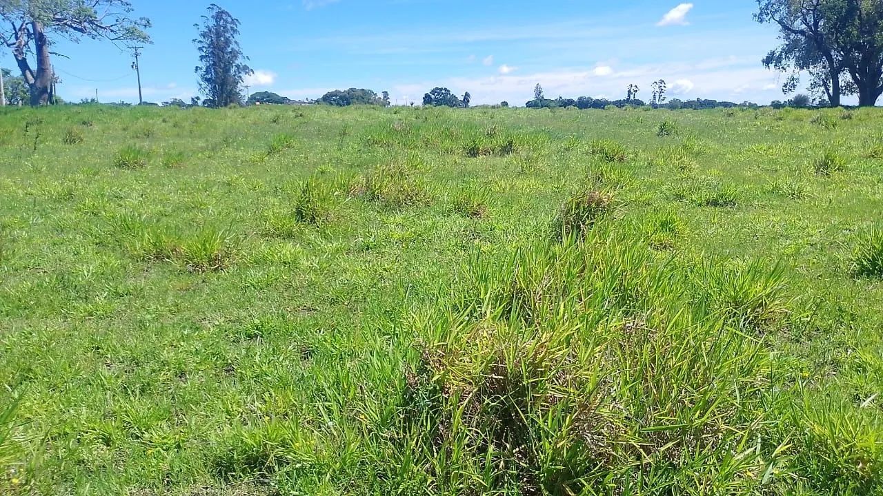 10 alqueires Divisa de quadra com guarei Valor 1.600,000 - Foto 3
