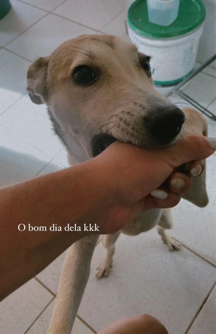 Doa-se cadela 