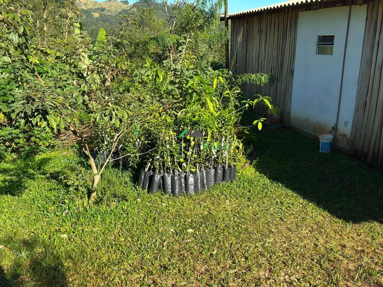 Sítio de 5,5 Hectares com Certificação Orgânica em Andamento - Foto 5