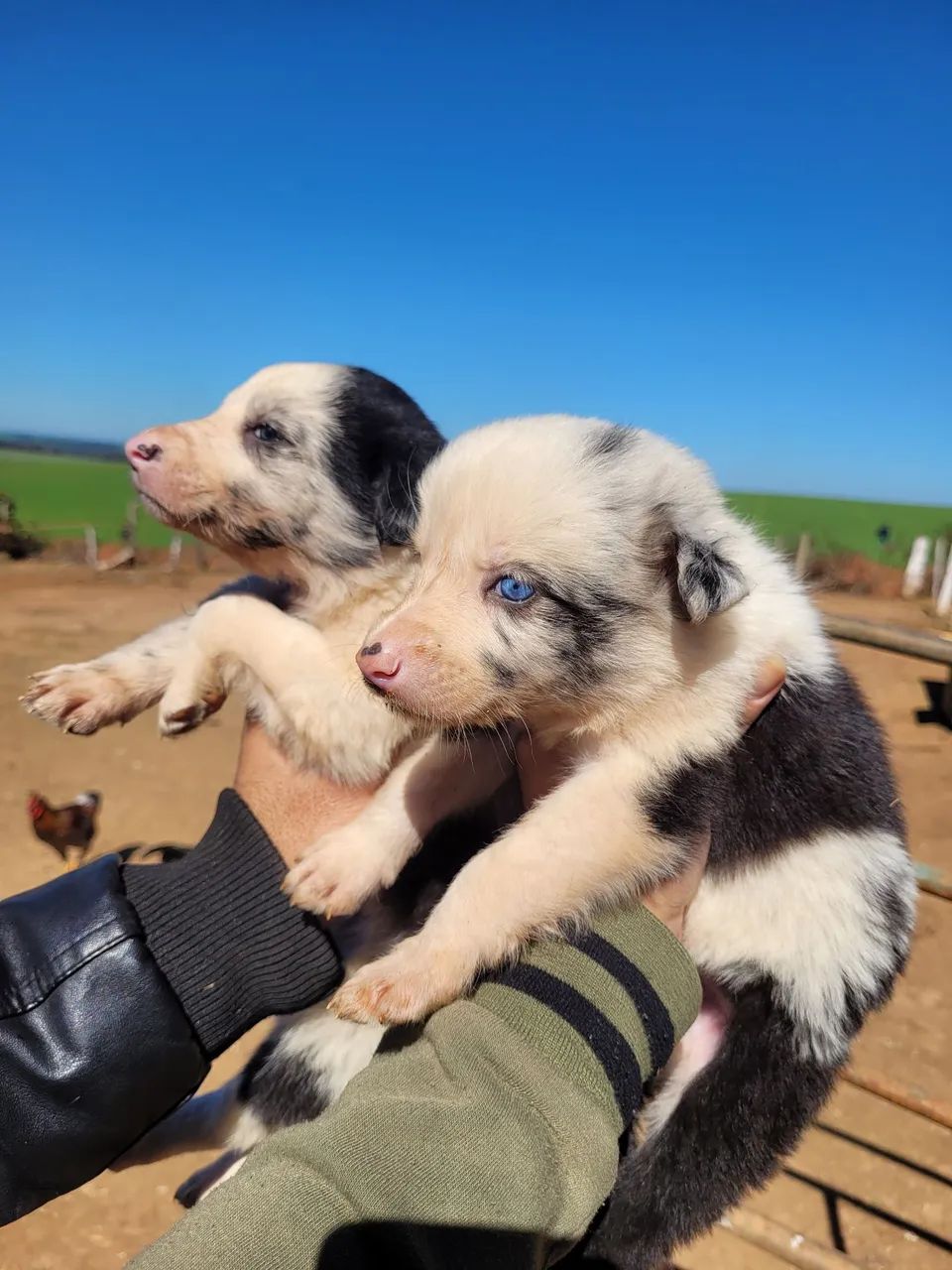 Filhotes de boder collie - Foto 2