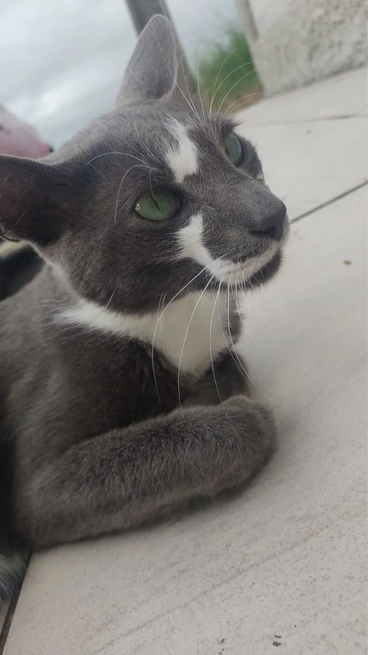 Gato para adoção  - Foto 2