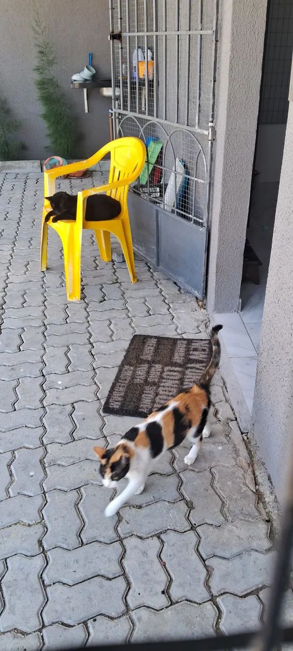 Gatinha Castrada para adoção  - Foto 3